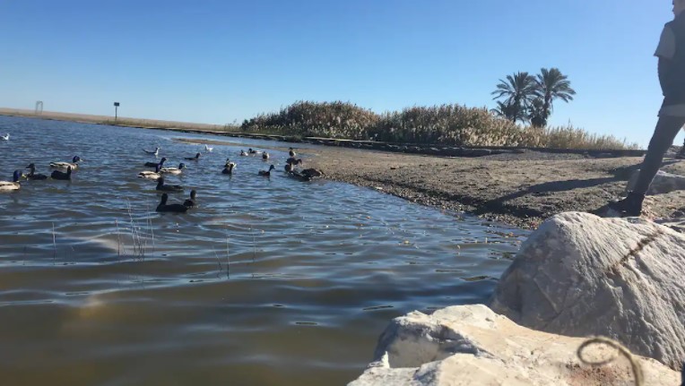 Salinas de Vera con abundantes aves migratorias.